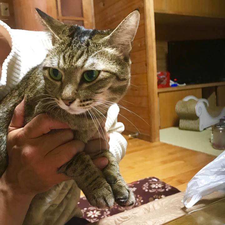 68b6ddbe efbb 4caa a952 2458ca3ca54d 1544528040477