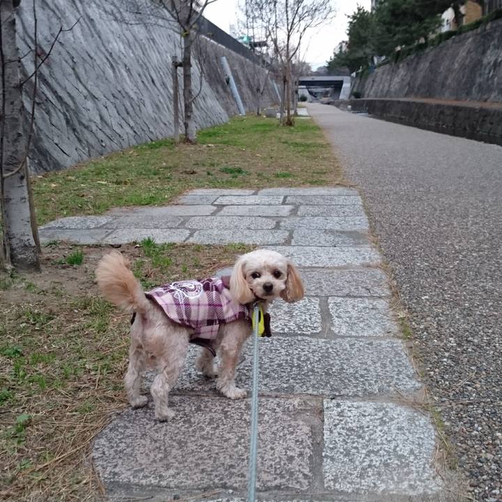 68b7d830 ebb0 4fb8 a5c0 ba6a9fe22d91 1513413135408