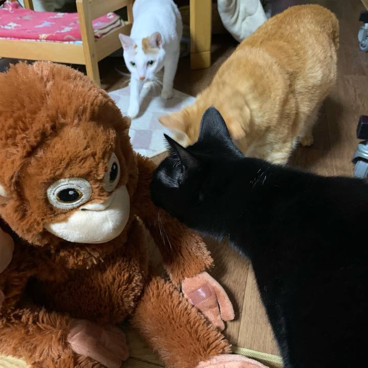 68b86caa 74ae 43b3 939d bf7d229bab61 1608462251637