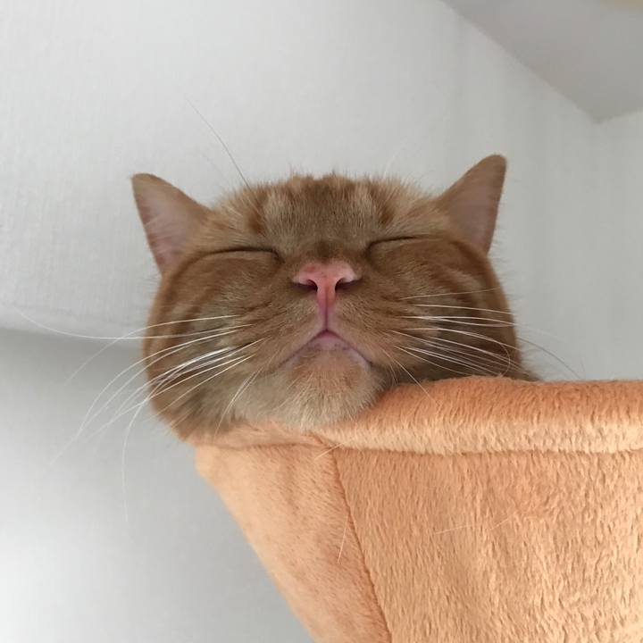 68babe54 550d 4c4c a0aa 1fd9f8bfd531 1527489771884