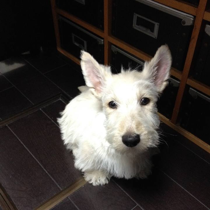 68baddea 332f 4701 8da3 de8b01f18d76 1544691455093