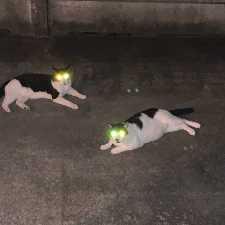 68baeae0 c7f6 4472 b21d 830e19261ab0 1598608917407