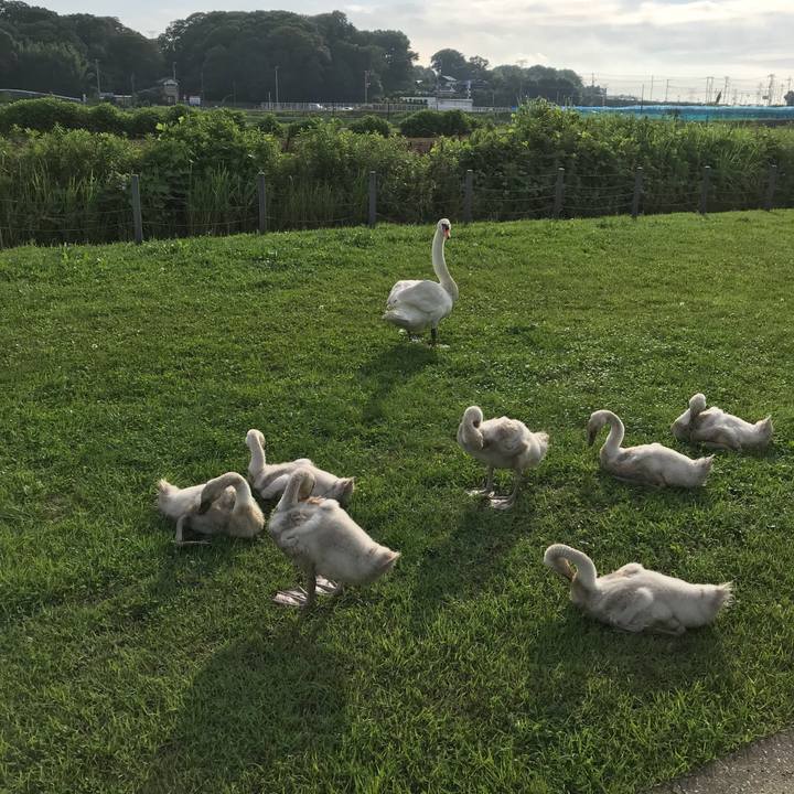 68bbb4fd a9ed 47b2 9225 f48c526ac36f 1529885332280