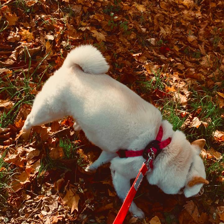 68bbc744 feef 47b7 bc46 5a3ae2cf0386 1573022928995