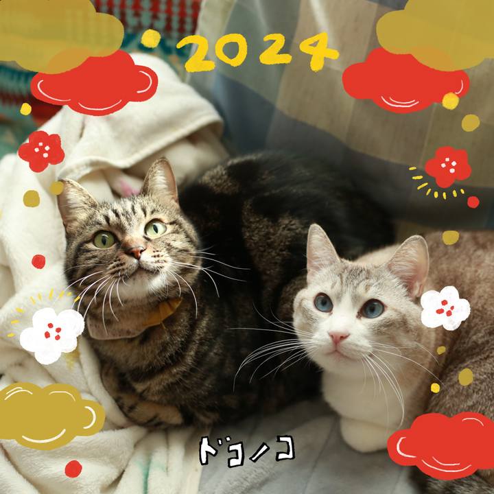 68bc6c0f 9011 4f0c 960d 1898c3fef4fd 1704185594706