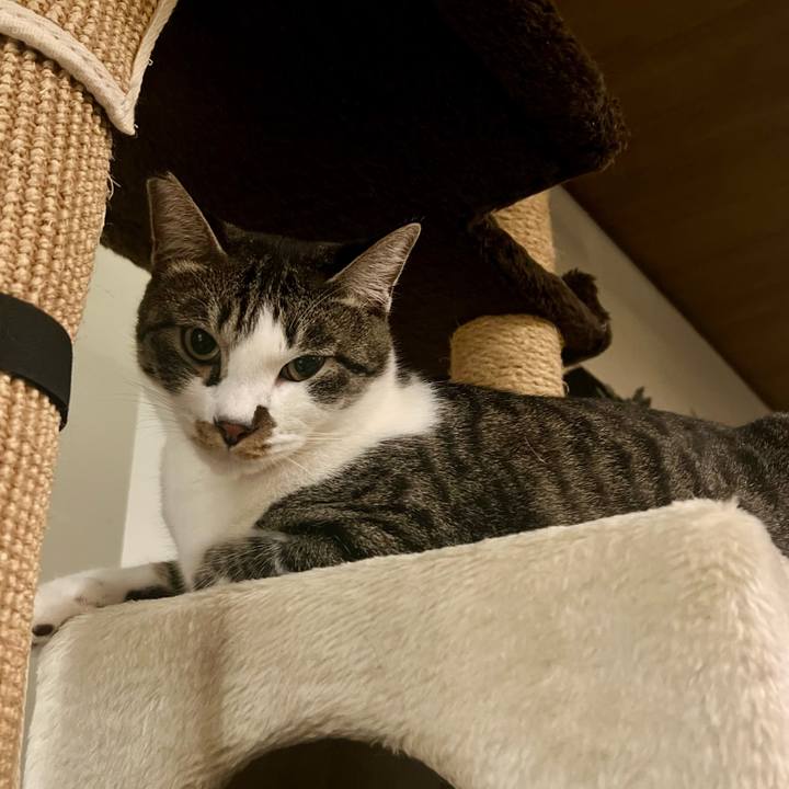 68bc8826 2b54 40e0 bd37 03528ea5475e 1760366250166