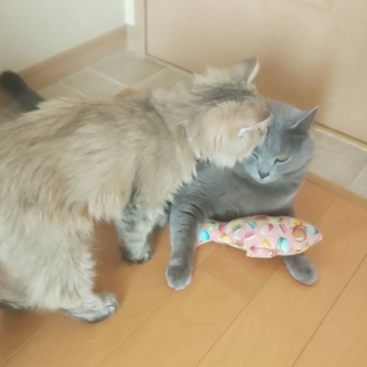 68bdec6b 0f38 4ce1 92f4 ea0b4696411b 1559007961982