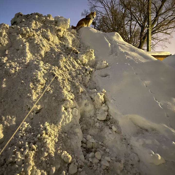 68bea9bd 1028 485f ae50 f0b543ca7614 1611220524109