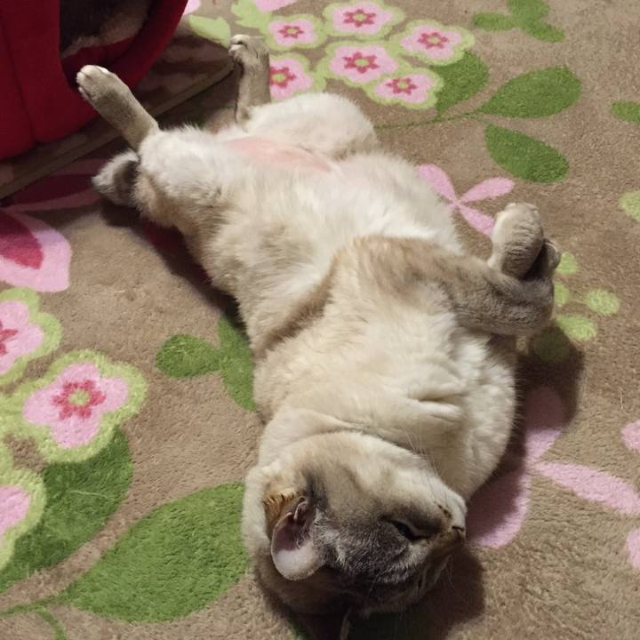 68c119ac 387e 4849 a41a f43eca05cabe 1518609595872