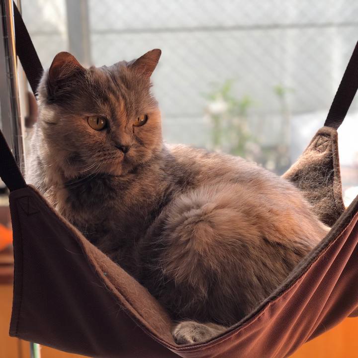 68c19cbc d242 4048 add2 f6df811e8787 1774979318857