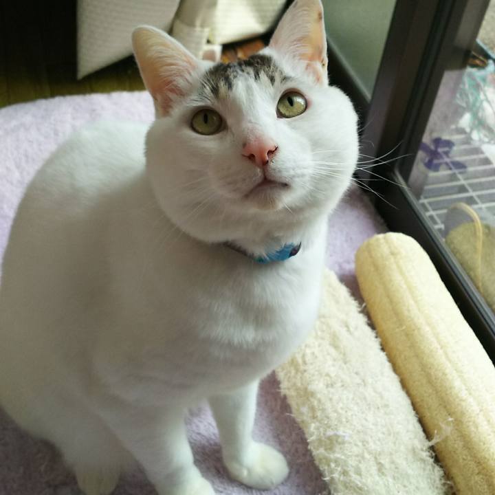 68c2ca0d a3e1 4d96 8ec9 67ffc319dda9 1516342776096