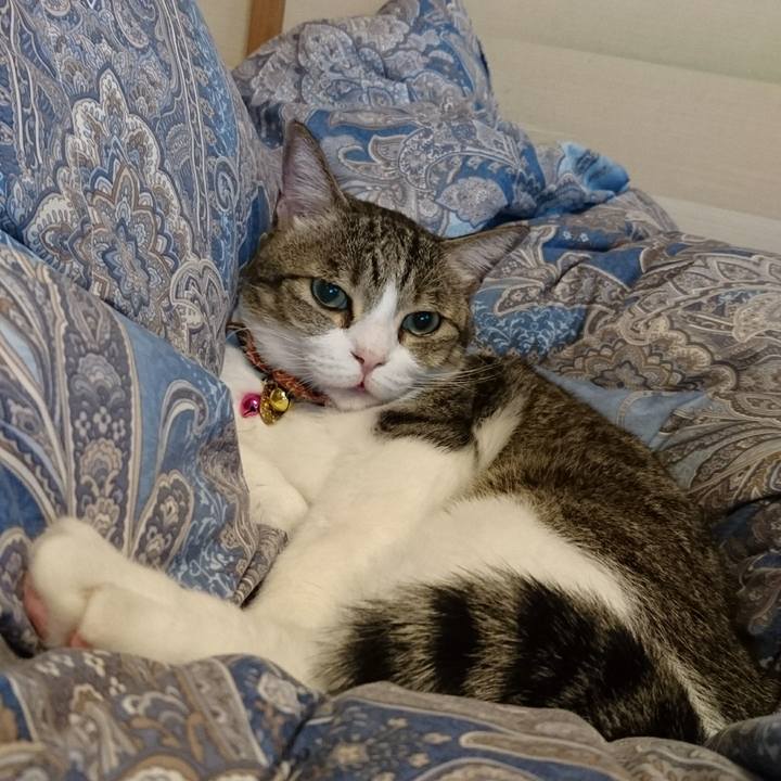 68c3a3e9 414d 41e7 bdd0 8cec98722e8f 1541721401780