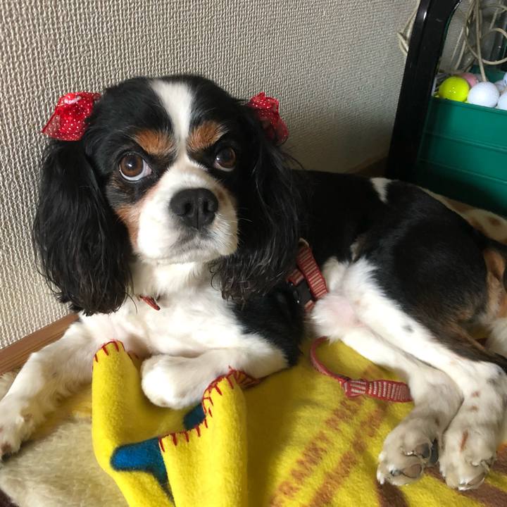 68c43037 cc25 4766 80ea b14e07dc04ad 1560495054922