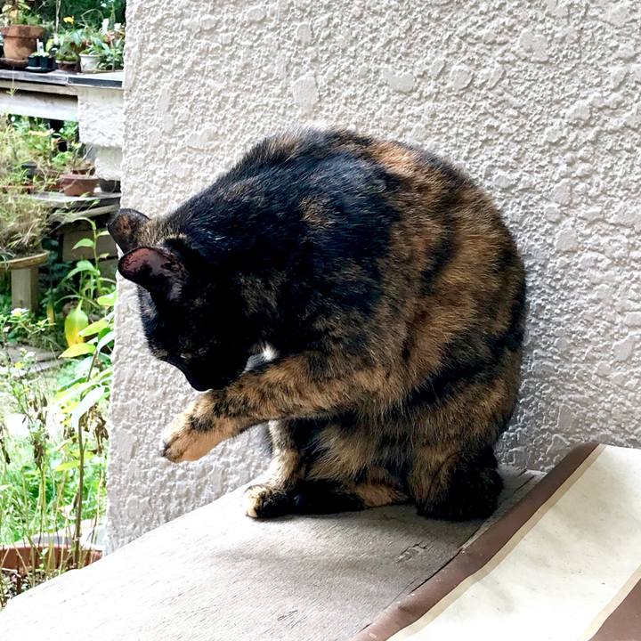 68c4e5d2 88a2 4401 a3d9 e95d61dbdd63 1542078553157