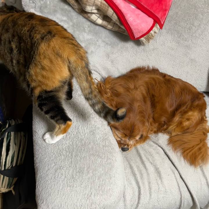 68c9774f 3dd2 4a33 8b8d b182282f6dff 1730501073760