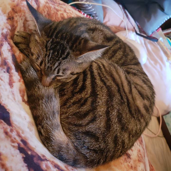 68c9870d 0bb0 4c1d 924d 92e12b244774 1542954916125