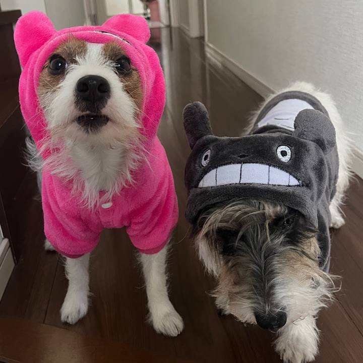 68cc7448 1786 4c66 9207 725bccf4c1f9 1765935058618