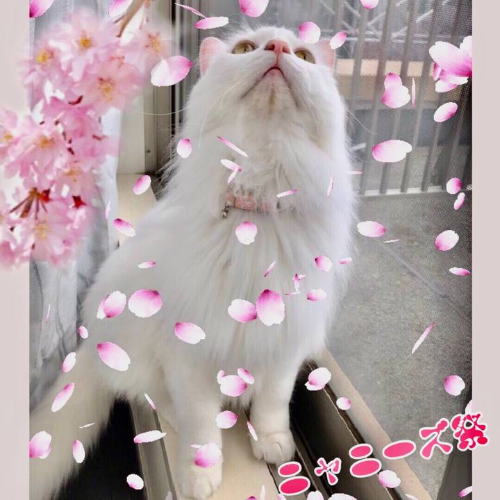 68cd111c 4dae 4268 83f9 de0b9a89b94d 1554550212877