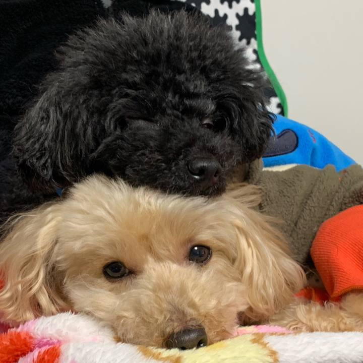 68cd216e b942 43bc 9196 de6dda3095d7 1546690027569