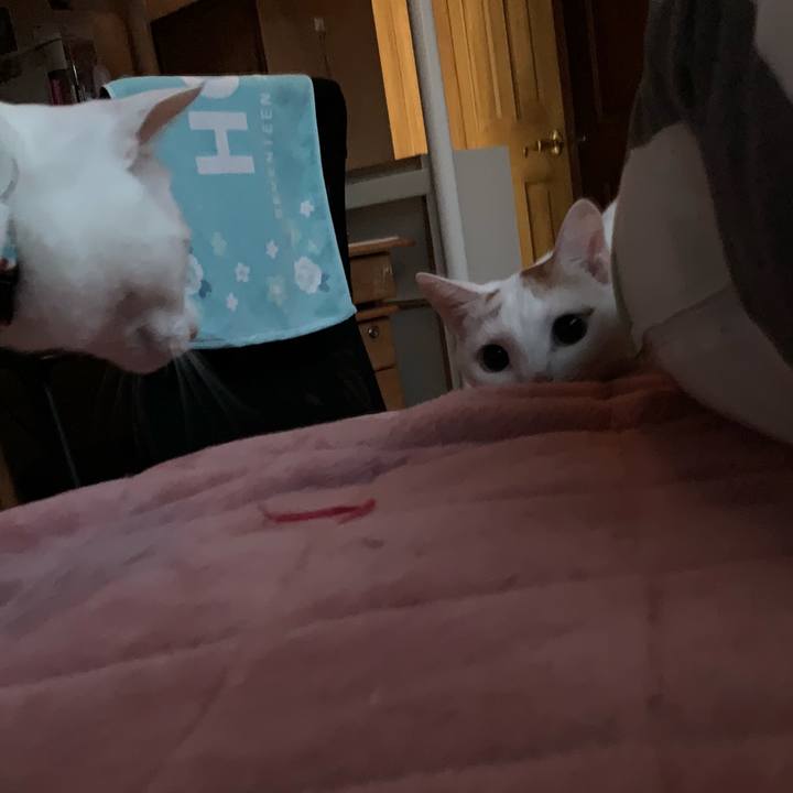 68cd496a de65 4124 ad00 460e8cb88f67 1555274228558