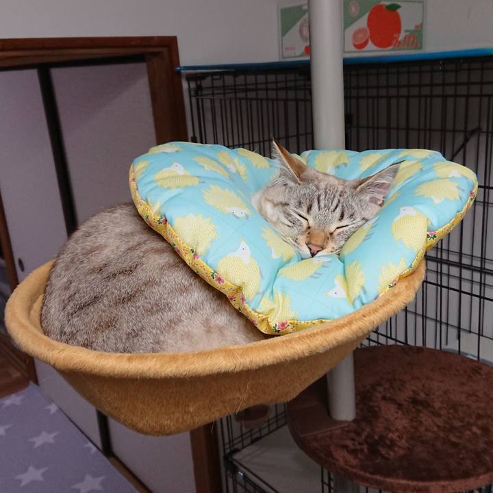 68cd588e ebcc 4a66 9d52 4b19f3374137 1517733909555