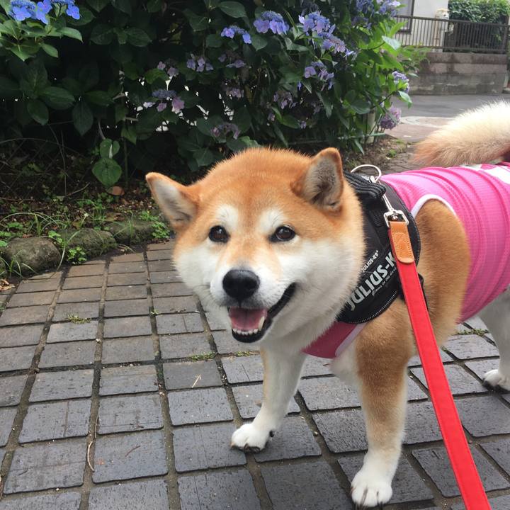 68ce227b fd6d 4976 a758 90467a0c4bc3 1592881809500