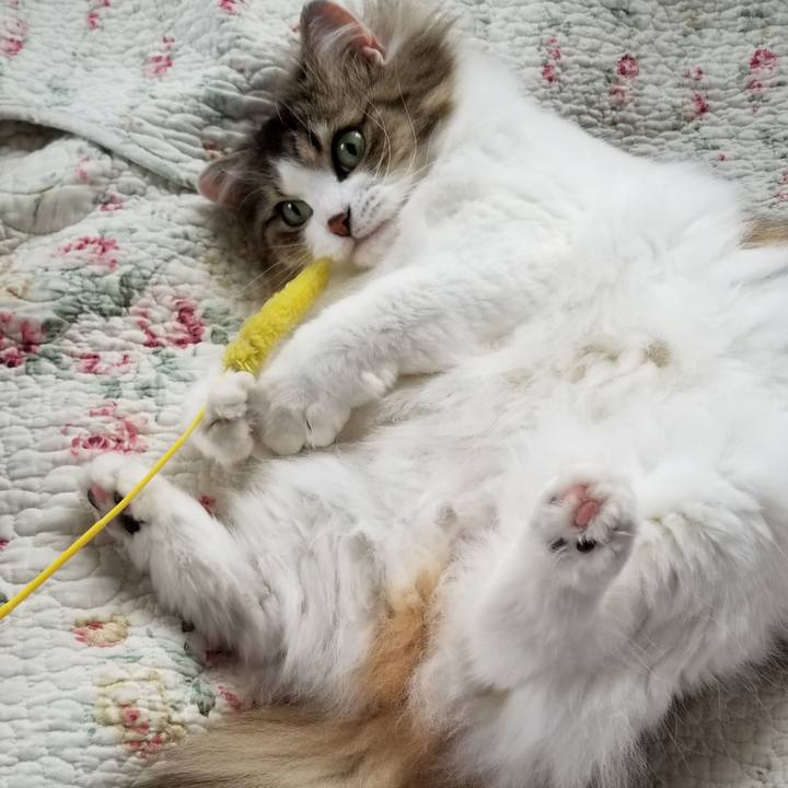 68cfa20e c918 40ac a6a0 f4d33f795e87 1559164941272