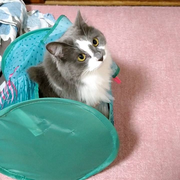 68d0266a 3d94 48f7 8369 1367fa5302cd 1594898861579