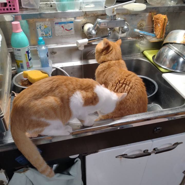 68d6baea 8138 4301 aa98 ca2cfa479e86 1731362841865