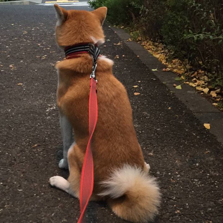 68d7a9fc c8d6 4f3e 9dc3 61c130e17d89 1507848927466