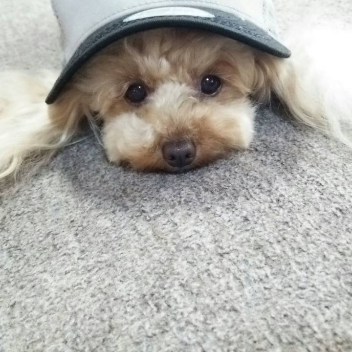 68d88e2d f88e 4dde b683 87b4f6d2d8a1 1526557585791