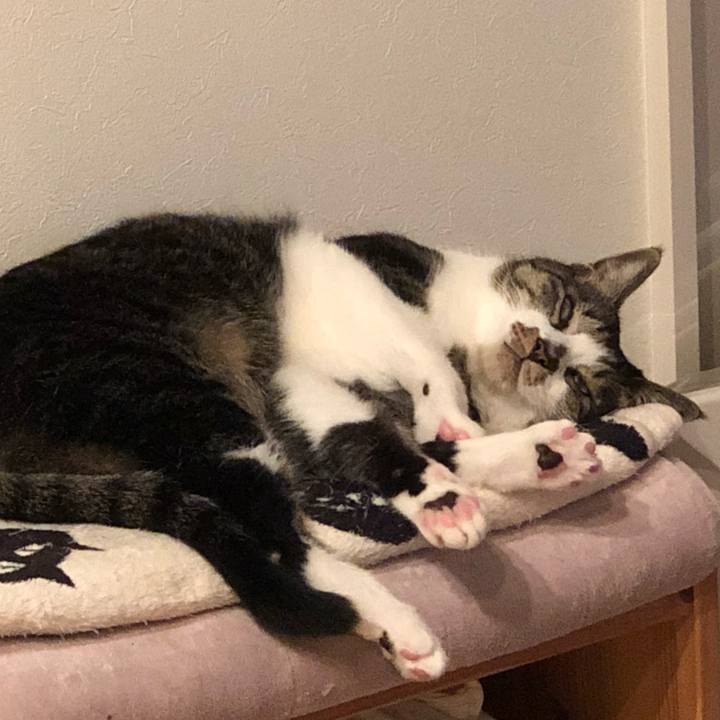 68d994f0 18bc 46d1 b574 bb2aae0107fb 1541851196688