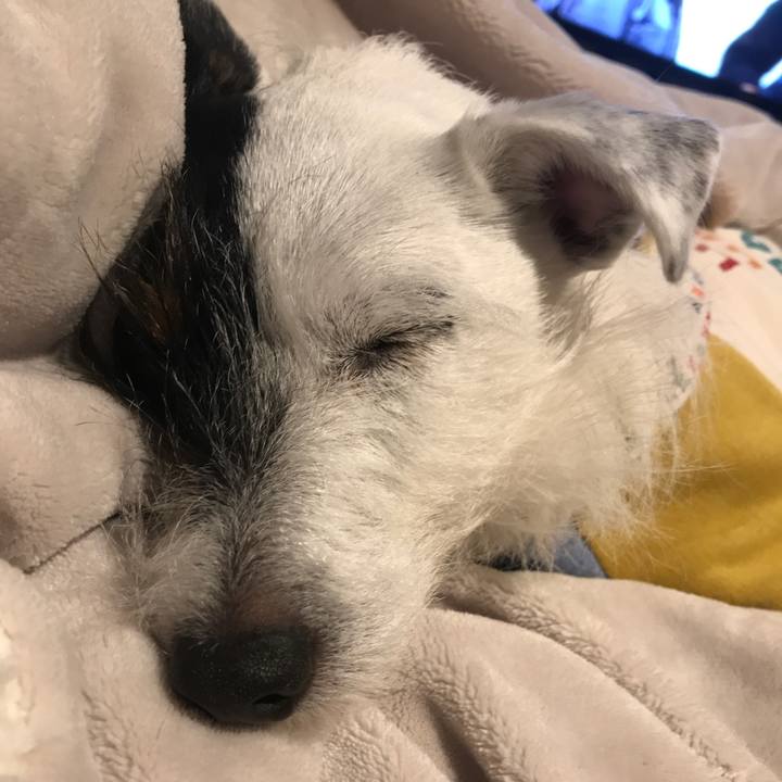 68da441d 11e9 47bf 8e28 4ec5071f10dc 1543749642932