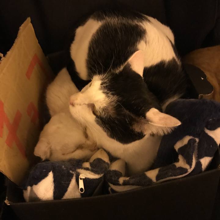 68db0c44 f66d 45af b798 9e5a5b08ee8d 1542931022591