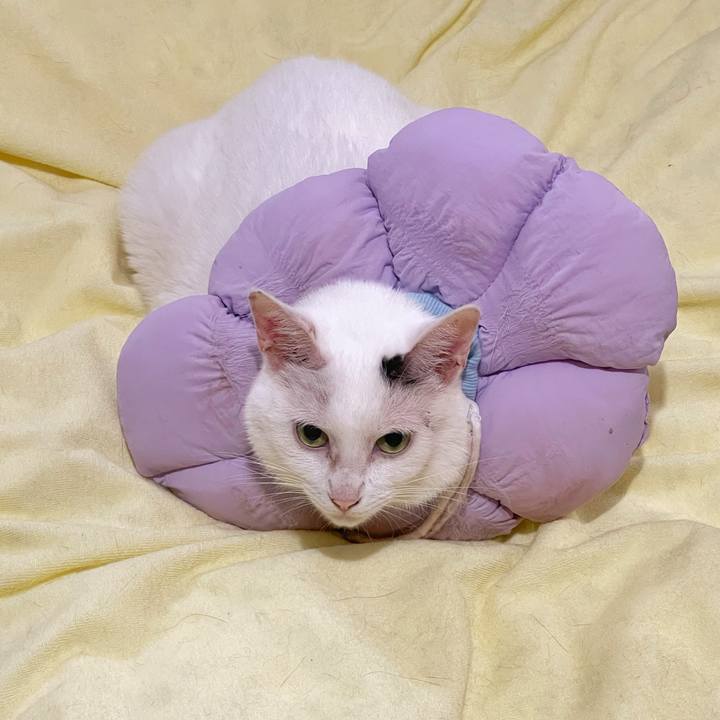 68db804c 544b 4a71 aae3 c36212156968 1761173745777