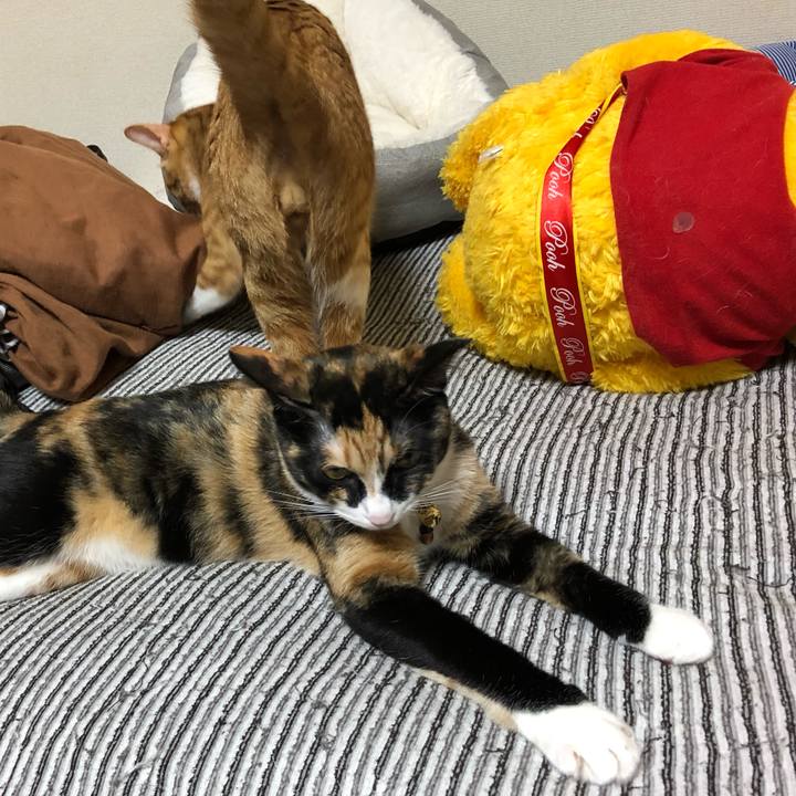 68dc5020 57df 4bdb a64b c418dcb1f1b4 1571150654472