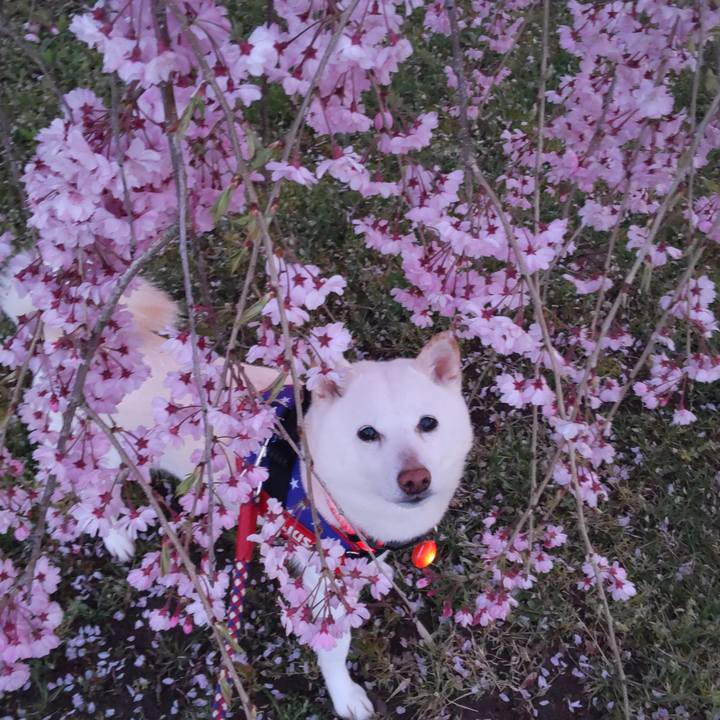 68ddc0a1 10f4 4d1c b041 23e4b6f60382 1650102445351