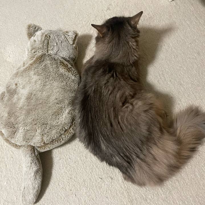 68de67ea 130b 4c60 8614 358d6e98a239 1739283923856