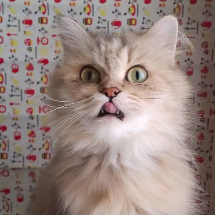 68de88c0 04cf 4d46 84aa e77c14fe472d 1630202783944