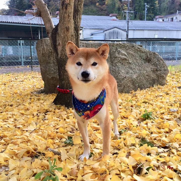 68de982c 11d2 4774 8822 fbcfdc43e52a 1510562663478