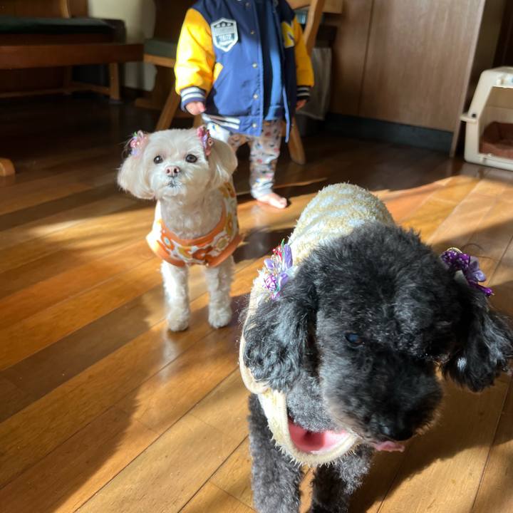 68e032b0 1acb 46dc a5ed 65bc72eee982 1766910904078