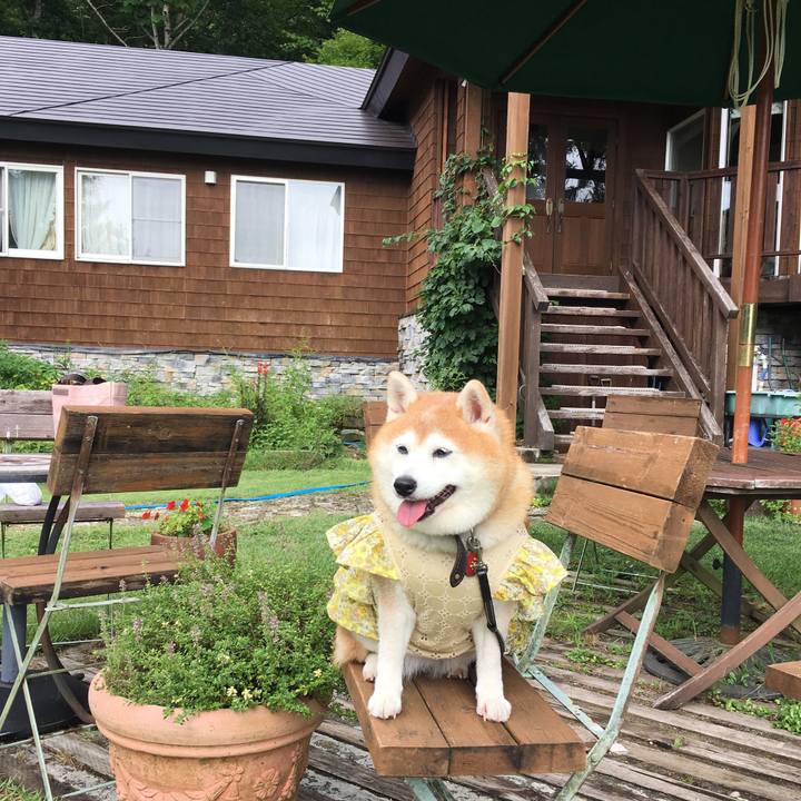 68e0c8d7 6945 4c5a b3f2 d4f0111cc1d5 1566474289887