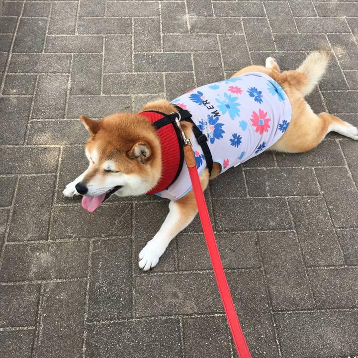 68e0dd2d 58c8 4e18 a1d4 4a0e06a82f1f 1596938863224