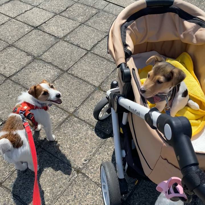 68e1d27f f1f8 4db9 ba51 b727a8e57bfb 1743928513041