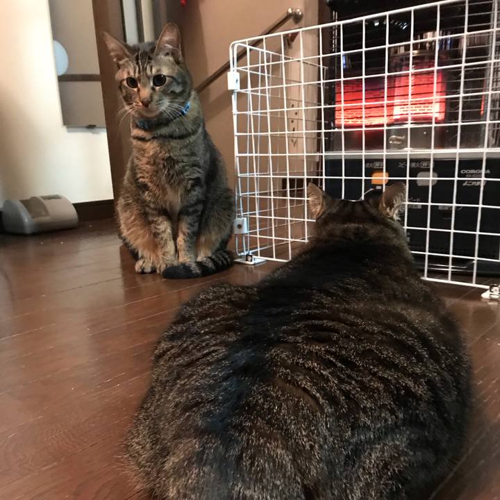 68e24735 8705 4802 9a75 5e5ba565504f 1543434749981