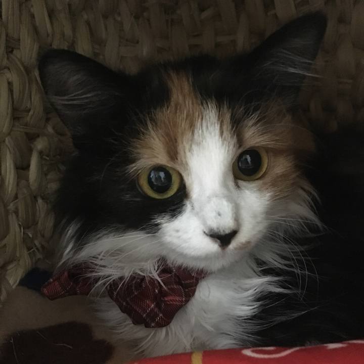 68e27877 2e2d 45f1 9ddf a8d8bcb25898 1510235652374