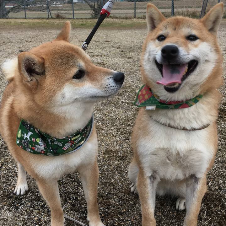 68e2ee09 7873 410b a259 173d83101178 1514076278022