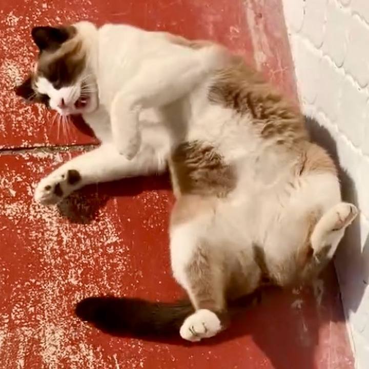 68e49616 1505 4575 8f80 8d0355b0ad1b 1733203255658