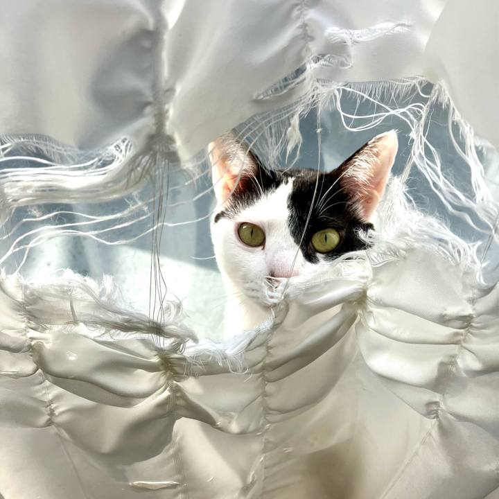 68e7a443 6d53 470c afa3 8993d3b248ed 1763992531067