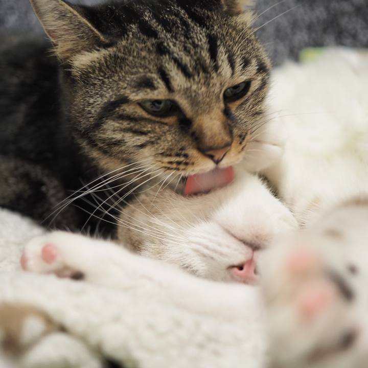 68e87762 5cc8 4a23 bb6c dd55c43360f3 1603809572793